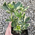 Пахизандра верхушечная Variegata