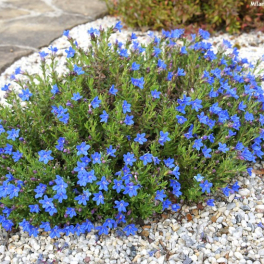 Литодора раскидистая Heavenly Blue