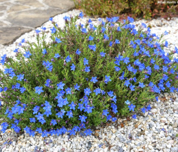 Литодора раскидистая Heavenly Blue