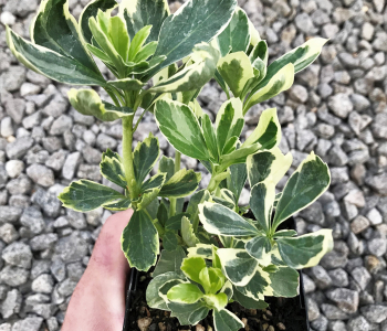 Пахизандра верхушечная Variegata