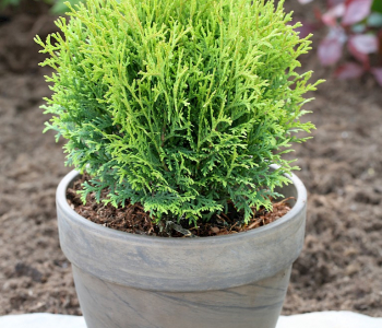 Туя западная Tiny Tim