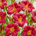 Лилейник Woodside Ruby