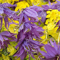 Клематис альпийский Luminous Dusk