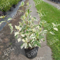 Дерен белый Sibirica Variegata