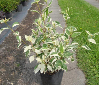 Дерен белый Sibirica Variegata