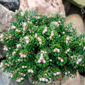 Пихта корейская Silver Pearl