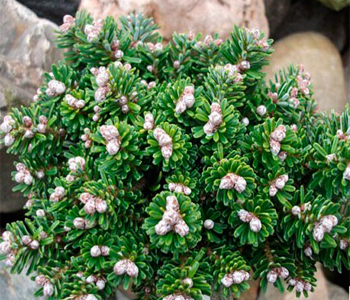 Пихта корейская Silver Pearl