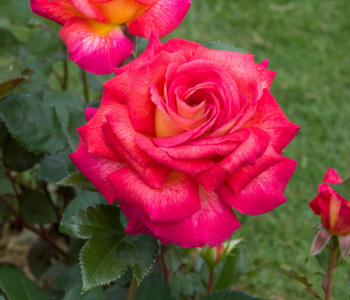 Роза чайно-гибридная Parfum de Grasse