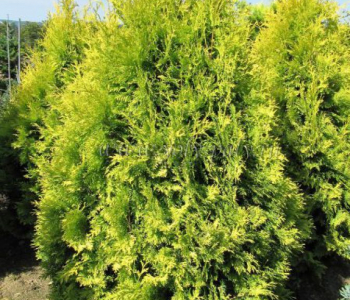 Туя западная Salland