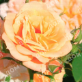 Роза миниатюрная Apricot Clementine