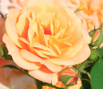 Роза миниатюрная Apricot Clementine