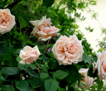 Роза плетистая Gloire de Dijon