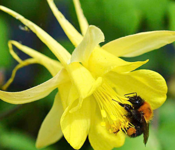 Аквилегия золотистоцветковая Yellow Queen