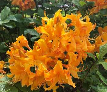 Рододендрон листопадный Golden Lights