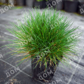 Овсяница Готье AmiGreen
