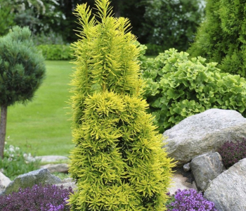 Тис ягодный David