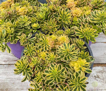 Очиток Миддендорфа Variegata