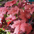 Гейхера Autumn Leaves