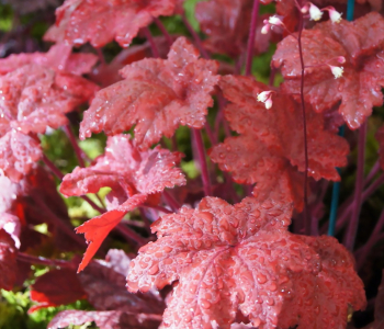 Гейхера Autumn Leaves