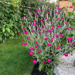 Лихнис корончатый