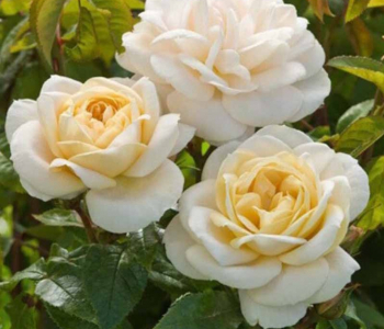 Роза канадская J.P. Connel