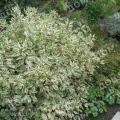 Дерен белый Sibirica Variegata