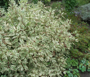 Дерен белый Sibirica Variegata