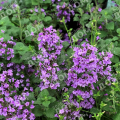 Душевик котовниковый Marvelette Blue