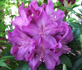 Рододендрон гибридный Royal Lilac