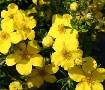 Лапчатка кустарниковая Hendlin Bella Lindsey