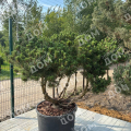 Сосна горная Montana Bonsai "По ветру"