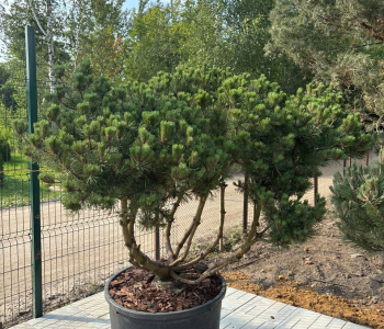 Сосна горная Montana Bonsai "По ветру"