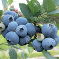 Голубика садовая Bluejay