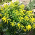 Золотарник гибридный Golden Dwarf