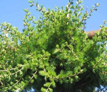Лиственница Маргилинда Bonsai