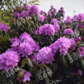 Рододендрон гибридный Purpureum Grandiflorum