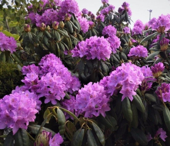 Рододендрон гибридный Purpureum Grandiflorum