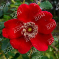 Роза морщинистая Moyesii