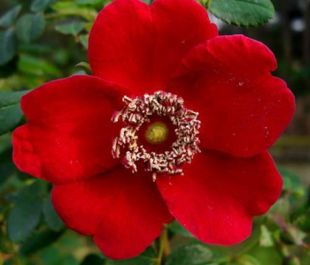 Роза морщинистая Moyesii