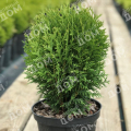 Туя западная Little Champion