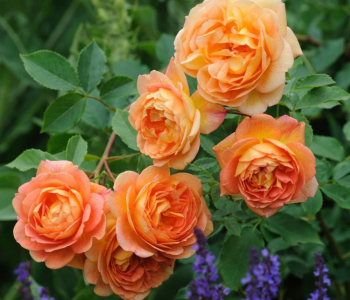 Роза английская Lady Of Shalott