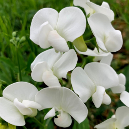 Чина широколистная White Pearl