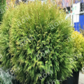 Туя западная Little Champion