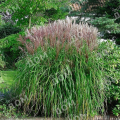 Мискантус китайский Ferner Osten