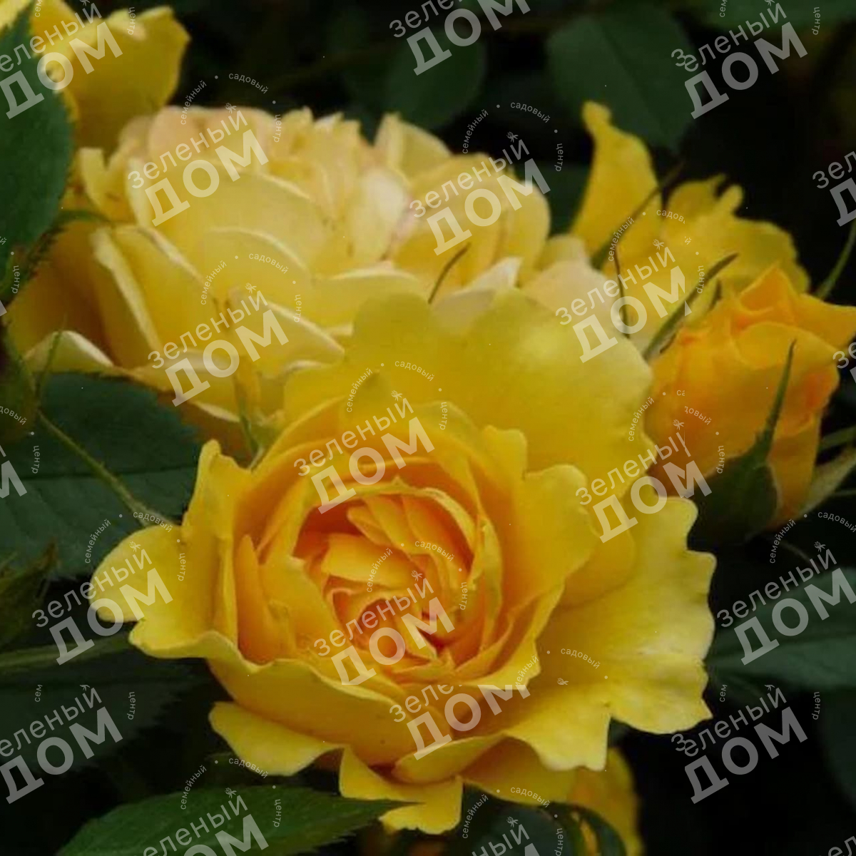 Роза флорибунда Sunstar (Kordes)