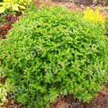 Спирея японская Green Carpet