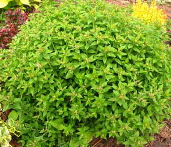 Спирея японская Green Carpet