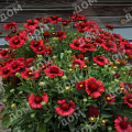 Гайлардия крупноцветковая Arizona Red Shades