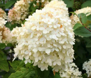 Гортензия метельчатая Cotton Cream