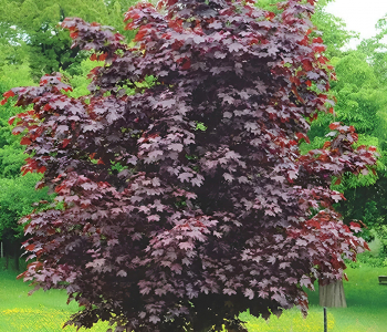 Клен остролистный Faassens Black